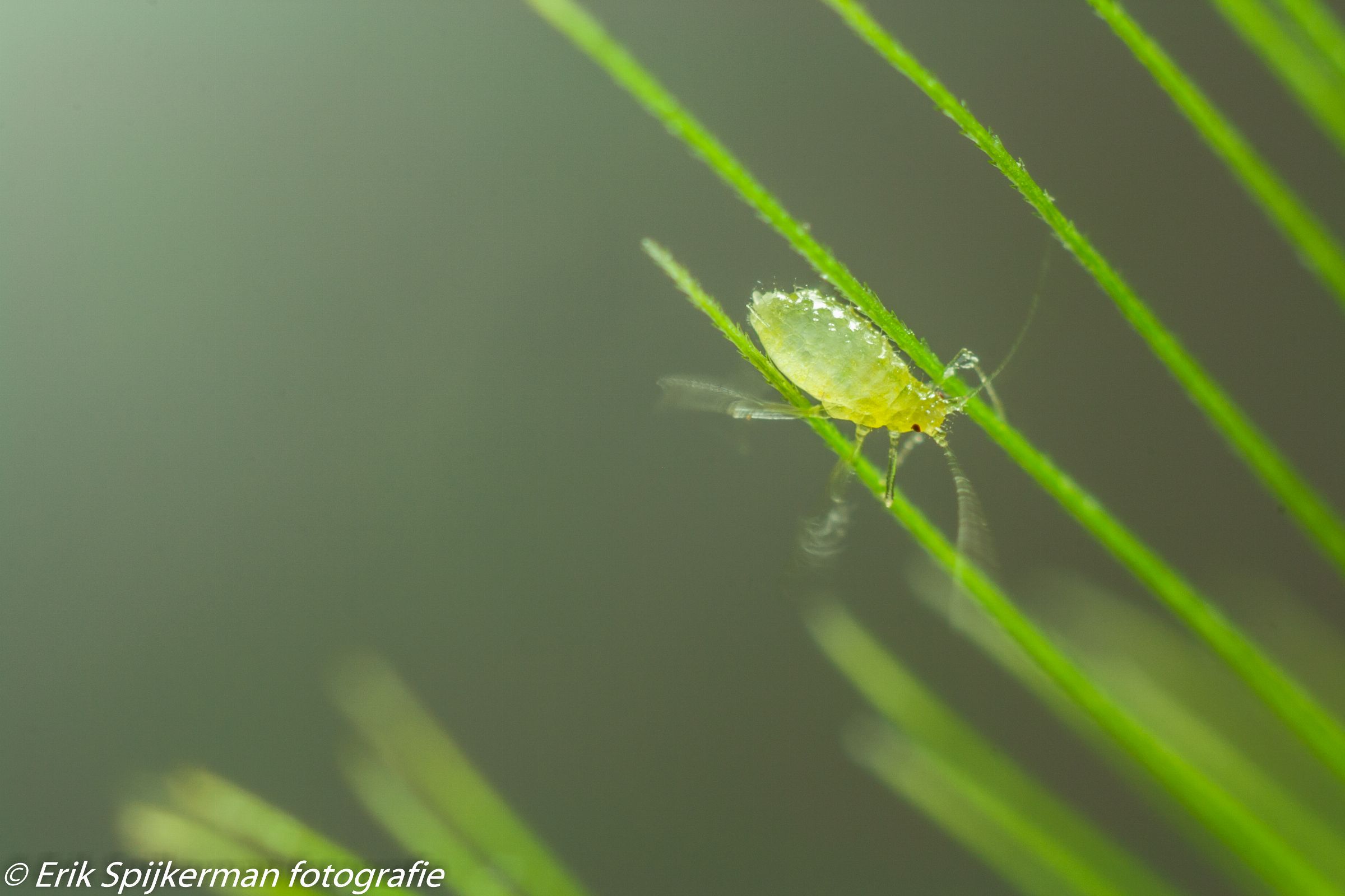 Green aphid balancing on two blades of grass
