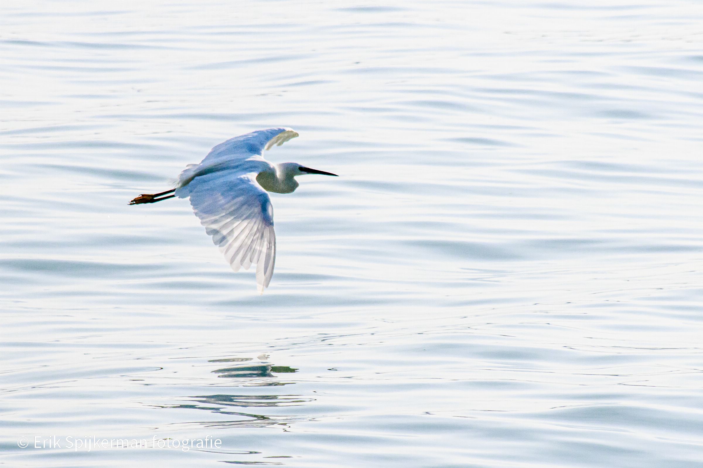 White Egret